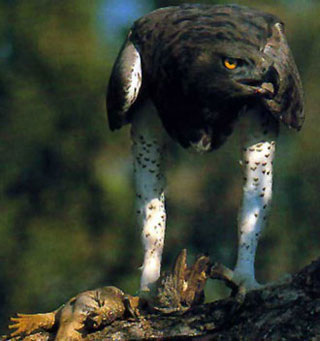 falcon