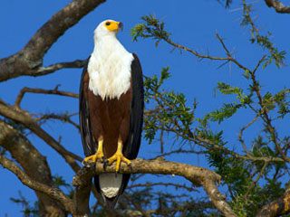 fisheagle