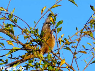 mousebird