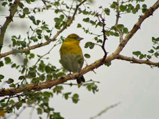 canary