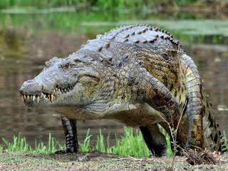 crockodile