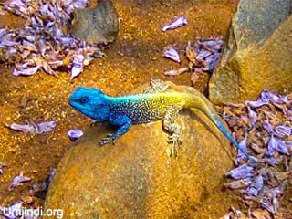lizzard_tree_agama