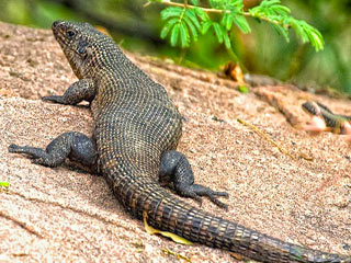 lizzard_plated