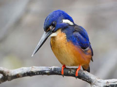 Birds Page Link