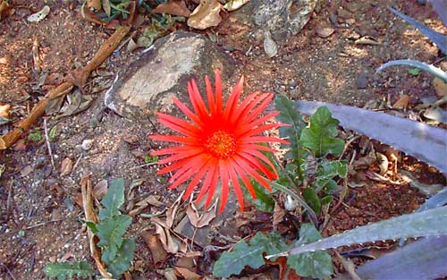 Wild Barberton Daisy