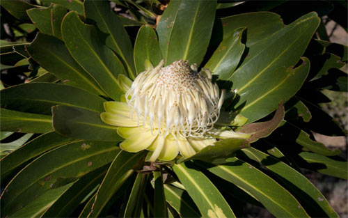 Protea comptonii