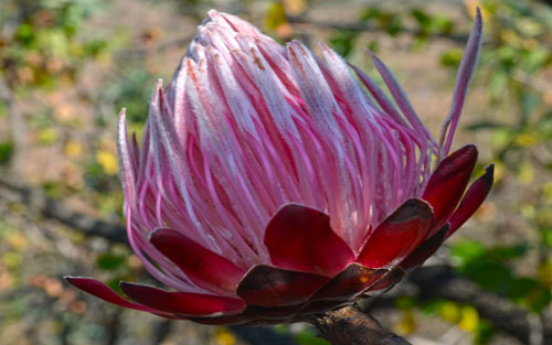 Protea curvata