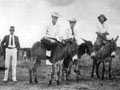 donkey race page link