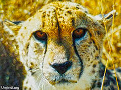 Mammals Page Link